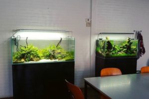 Hal yang Harus Kamu Ketahui Sebelum Membuka Bisnis Jasa Perawatan Aquascape!