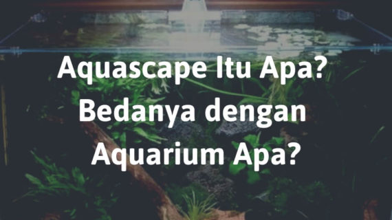 Aquascape Itu Apa? Bedanya dengan Aquarium Apa?