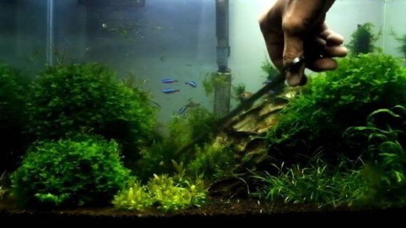Inilah Cara Merawat Aquascape yang Benar untuk Memotong Tanaman