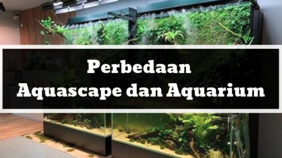 Bingung Perbedaan Aquascape dan Aquarium Apa? Baca Artikel Ini!