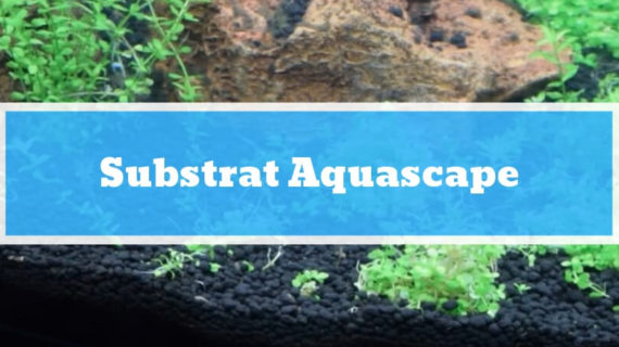 Substrat Aquascape : Tujuan, Fungsi dan Jenis-jenis