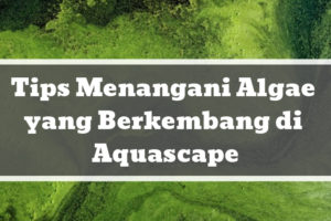 Tips Menangani Algae yang Berkembang di Aquascape