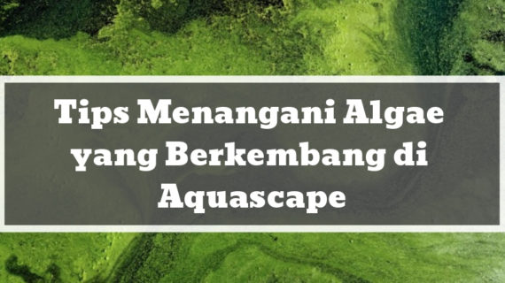 Tips Menangani Algae yang Berkembang di Aquascape