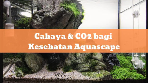 Cahaya & CO2 bagi Kesehatan Aquascape