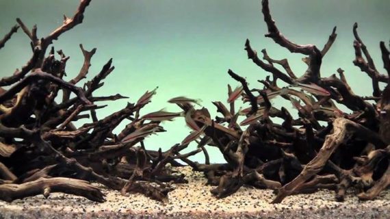 Mari Mengenal Apa Itu Hardscape Pada Aquascape