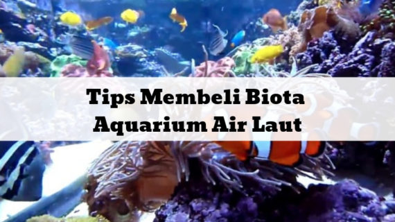Tips Membeli Biota Aquarium Air Laut