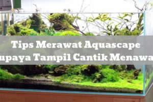 Tips Merawat Aquascape Supaya Tampil Cantik Menawan