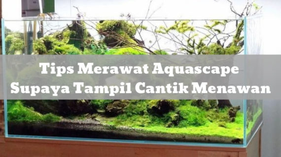 Tips Merawat Aquascape Supaya Tampil Cantik Menawan