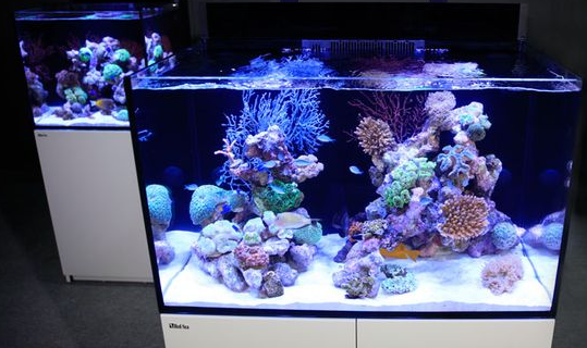 Beragam Jenis Ikan Hias di Pasar Ikan Aquarium Air Laut Bekasi