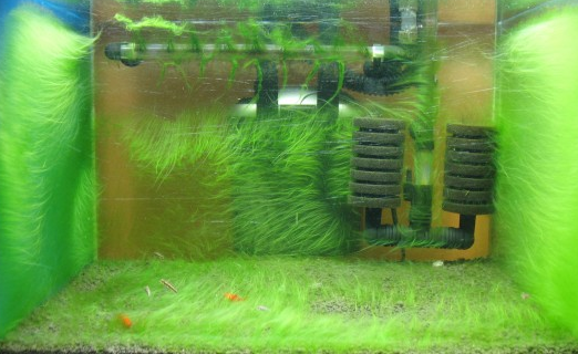 Kenapa Aquarium Air Laut Berlumut?