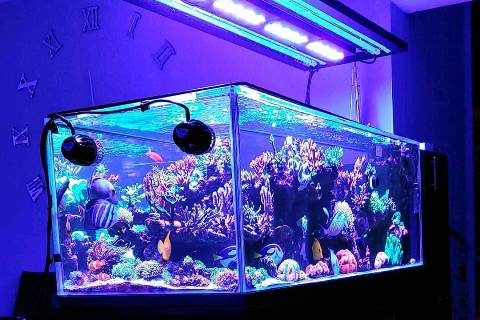 Beberapa Macam Ragam Alat Untuk Aquarium Air Laut