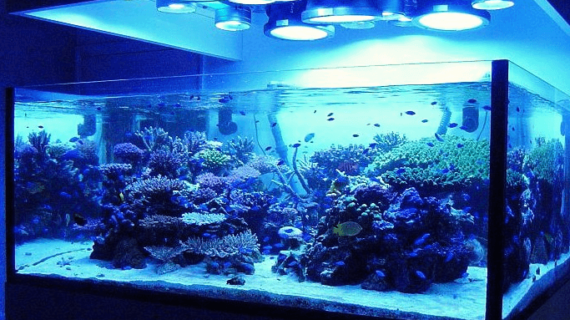 Bisnis Aquarium Air Laut