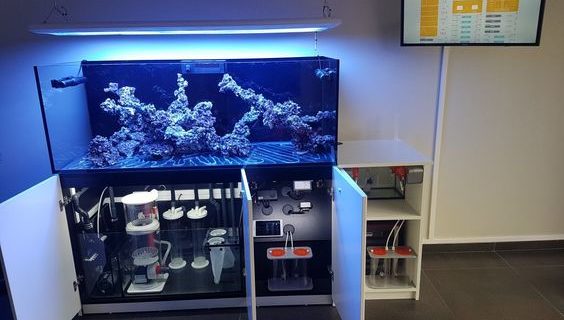 Hal yang Perlu Diperhatikan Cara Mengganti Air Aquarium Air Laut