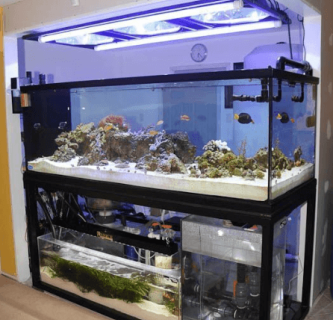 Skimmer Aquarium Air Laut