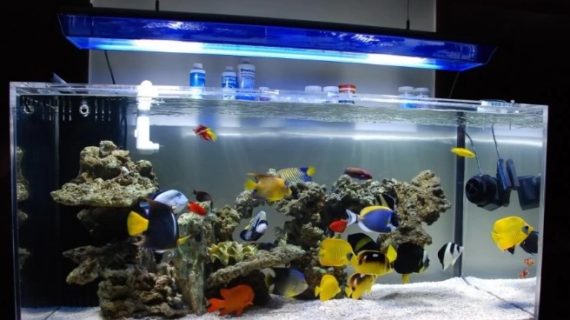 Aquarium Laut FO – Fauna