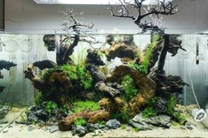 Jasa Design Aquascape Jakarta