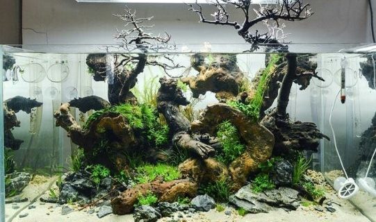 Jasa Design Aquascape Jakarta