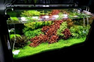 Jasa Maintenance Aquascape
