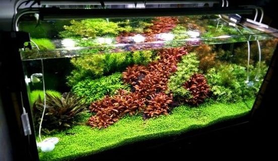 Jasa Maintenance Aquascape