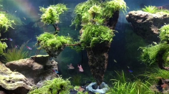 Hal yang Diperlukan untuk Membuka Jasa Membuat Aquascape!