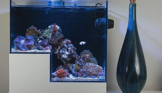 Jasa Pembuatan Aquarium Air Laut