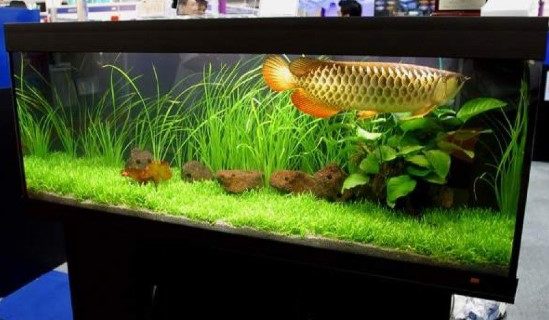 Memilih Jasa Pembuatan Aquarium Arwana Jakarta Online