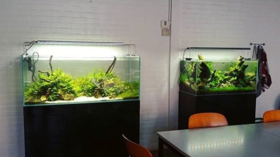 Hal yang Harus Kamu Ketahui Sebelum Membuka Bisnis Jasa Perawatan Aquascape!