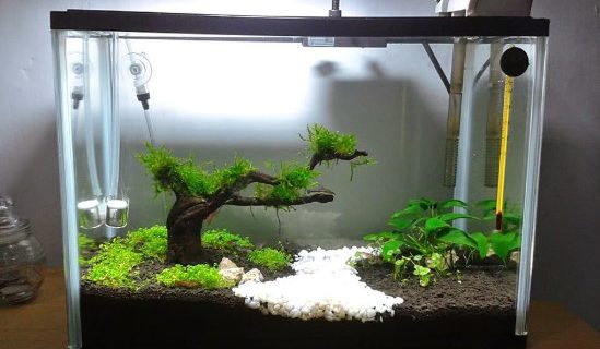 Jenis Aquarium Air Laut – Kapasitas Filter & Kesimpulan (Part-3)