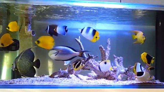 Jenis Aquarium Air Laut – Perbedaan Aquarium Laut Fish Only & Aquarium Laut Koral (Part-1)