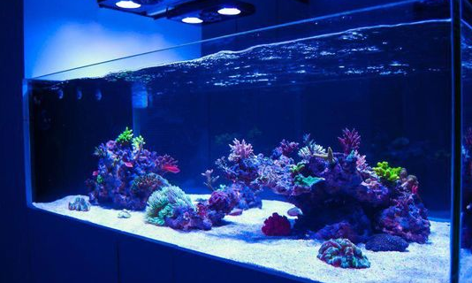 Jual Aquarium Air Laut