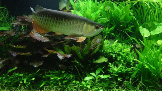 Tempat Jual Aquarium Arwana Bogor dengan Berbagai Ukuran