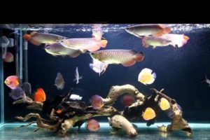 Tips Pra Bisnis Jual Aquarium Arwana Jakarta