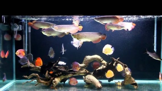 Tips Pra Bisnis Jual Aquarium Arwana Jakarta