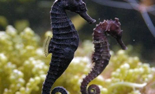 Kuda Laut dalam Ekosistem Aquarium Air Laut Rumah Anda