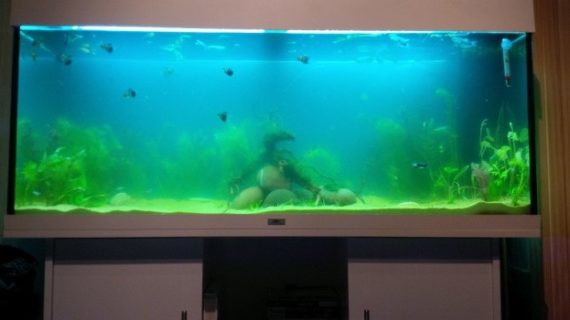 Penyebab Aquarium Air Laut Keruh