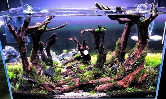 Jasa Pembuatan Aquascape di Jakarta