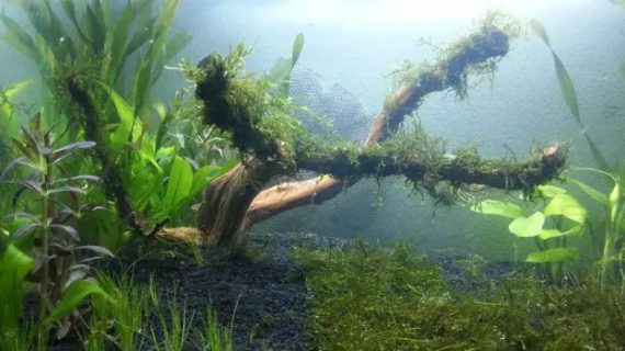 Rekomendasi Jenis Kayu Penghias Aquascape yang Paling Tahan Lama