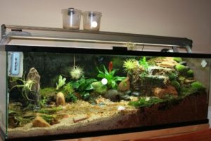 Jasa Pembuatan Aquascape Bogor