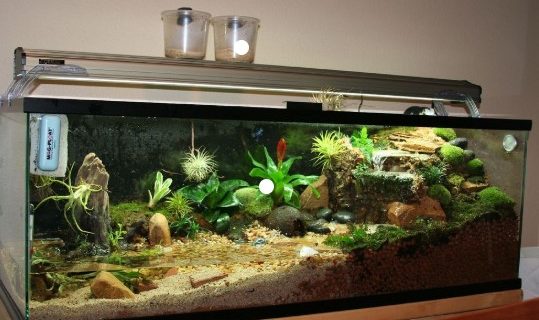 Jasa Pembuatan Aquascape Bogor