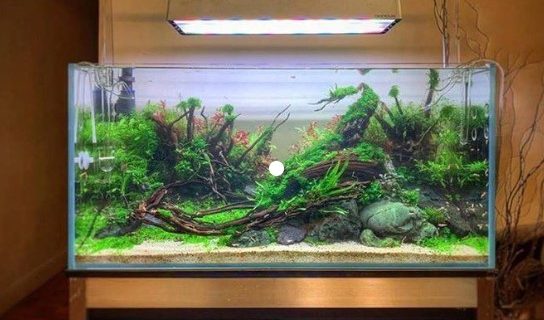 Jasa Setting Aquascape
