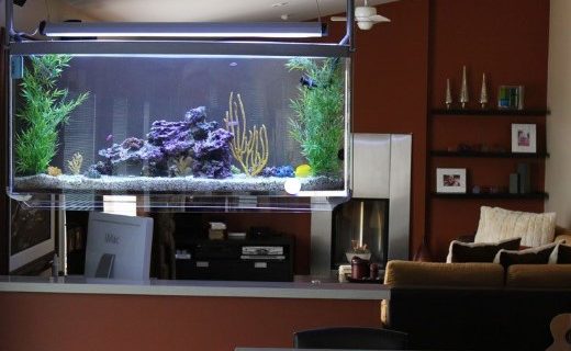 Aquascape – Komponen Pendukung untuk Interior Hunian