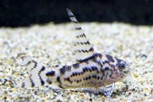 Jenis Ikan Pemakan Lumut Untuk Aquascape yang Perlu Anda Ketahui!