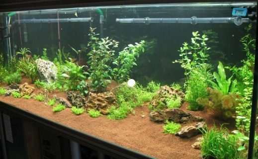 Tips Bagaimana Memulai Bisnis Jual Aquascape Jakarta