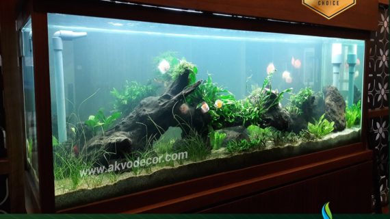 Beberapa Contoh Design Aquarium Air Tawar Akvodecor