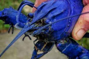 Sebelum Memulai, Kenali Jenis Lobster Air Tawar Paling Diminati Pasar