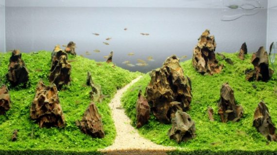 Cara Setting Aquascape Gaya Iwagumi dan Filosofi Desainnya