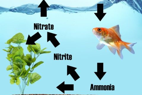 Apa Itu Nitrogen Cycle? Bahayakah untuk Aquarium Air Laut?