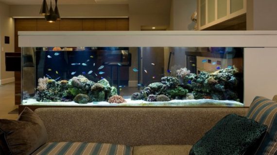 Cara Mengatur Kadar Garam Aquarium Air Laut yang Baik