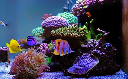 Ini Dia Cara Memahami Kebutuhan Dasar Coral Aquarium Air Laut