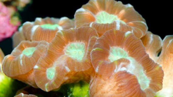 Ini Dia Cara Mudah Merawat Karang Aquarium Air Laut